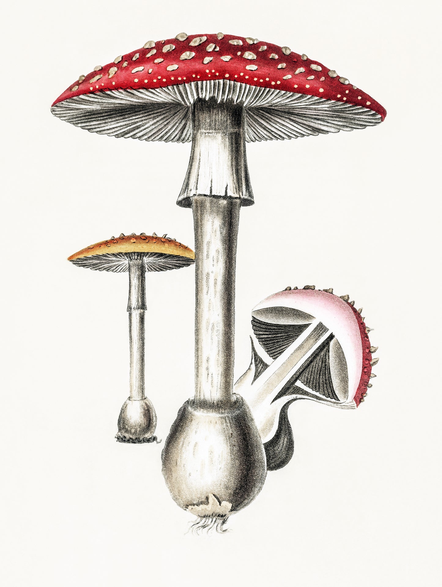 "Amanita Mushroom " 13 x 19" Archival Poster on Artist Grade BFK Reeves Paper