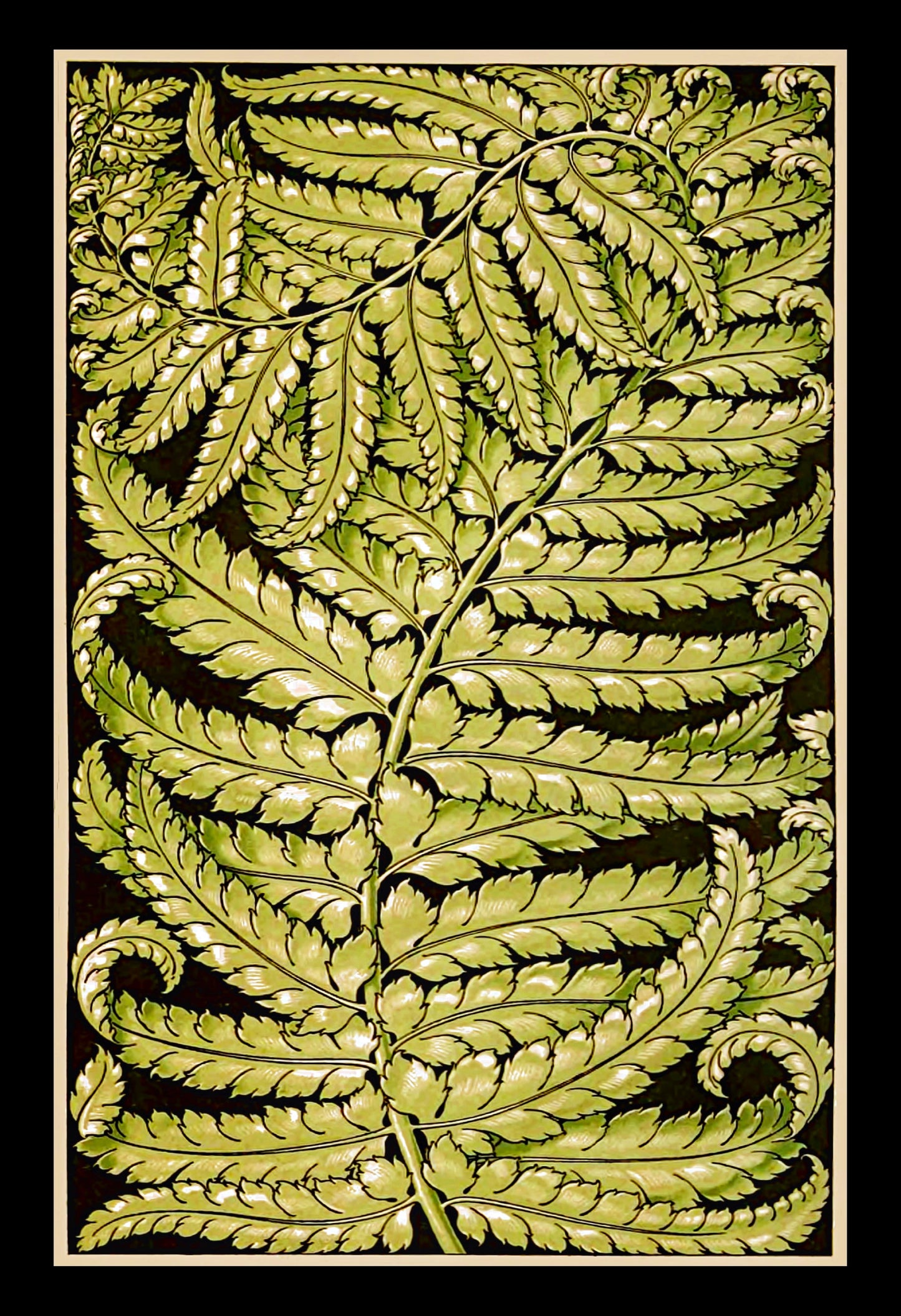 "Ferns" 13x19" Archival Poster on Artist Grade BFK Reeves Paper