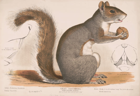 Grey Squirrel  13x19" Archival Poster on Artist Grade BFK Reeves Paper