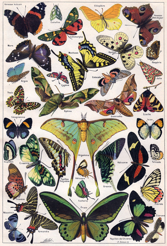 "Moths"  13 x 19" Archival Poster on Artist Grade BFK Reeves Paper