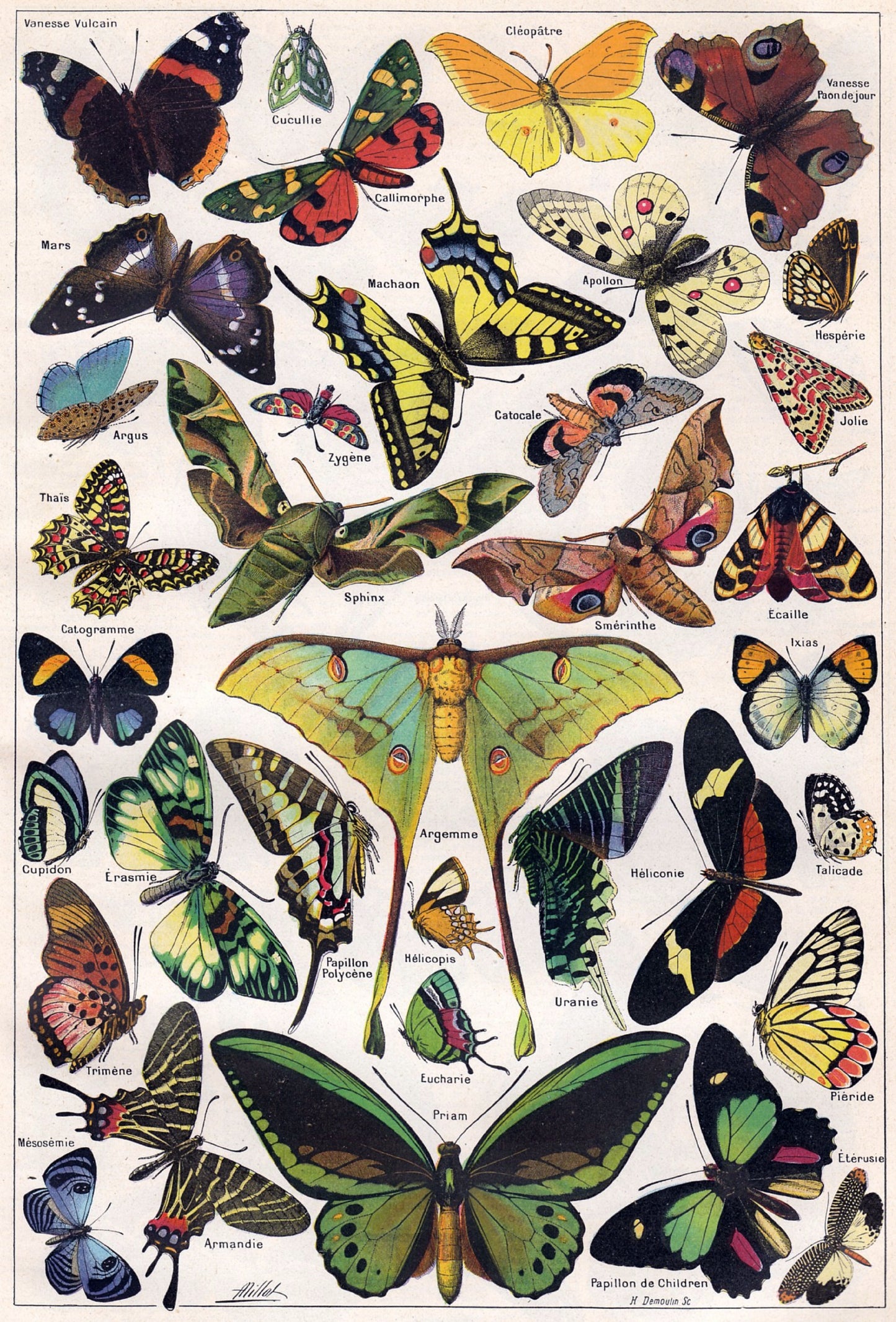 " Moth" 13 x 19" Archival Poster on Artist Grade BFK Reeves Paper