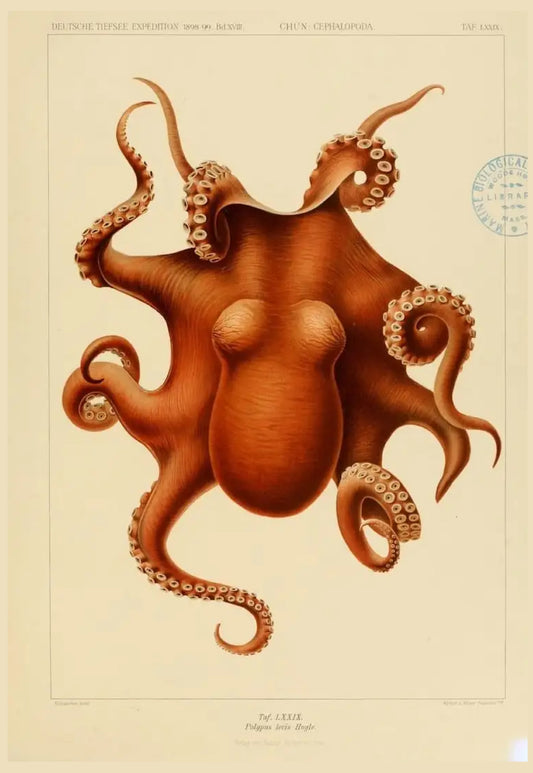 "Orange Octopus" 13 x 19" Archival Poster on Artist Grade BFK Reeves Paper