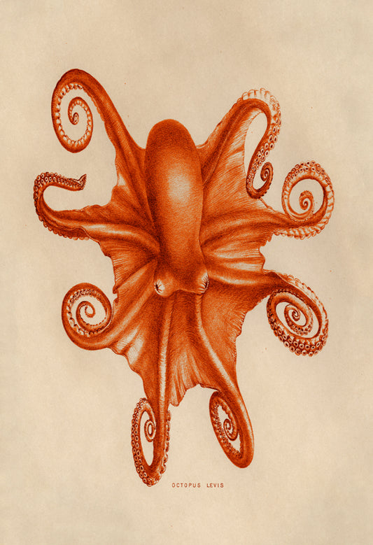 "Blood Orange Octopus" 13 x 19" Archival Poster on Artist Grade BFK Reeves Paper
