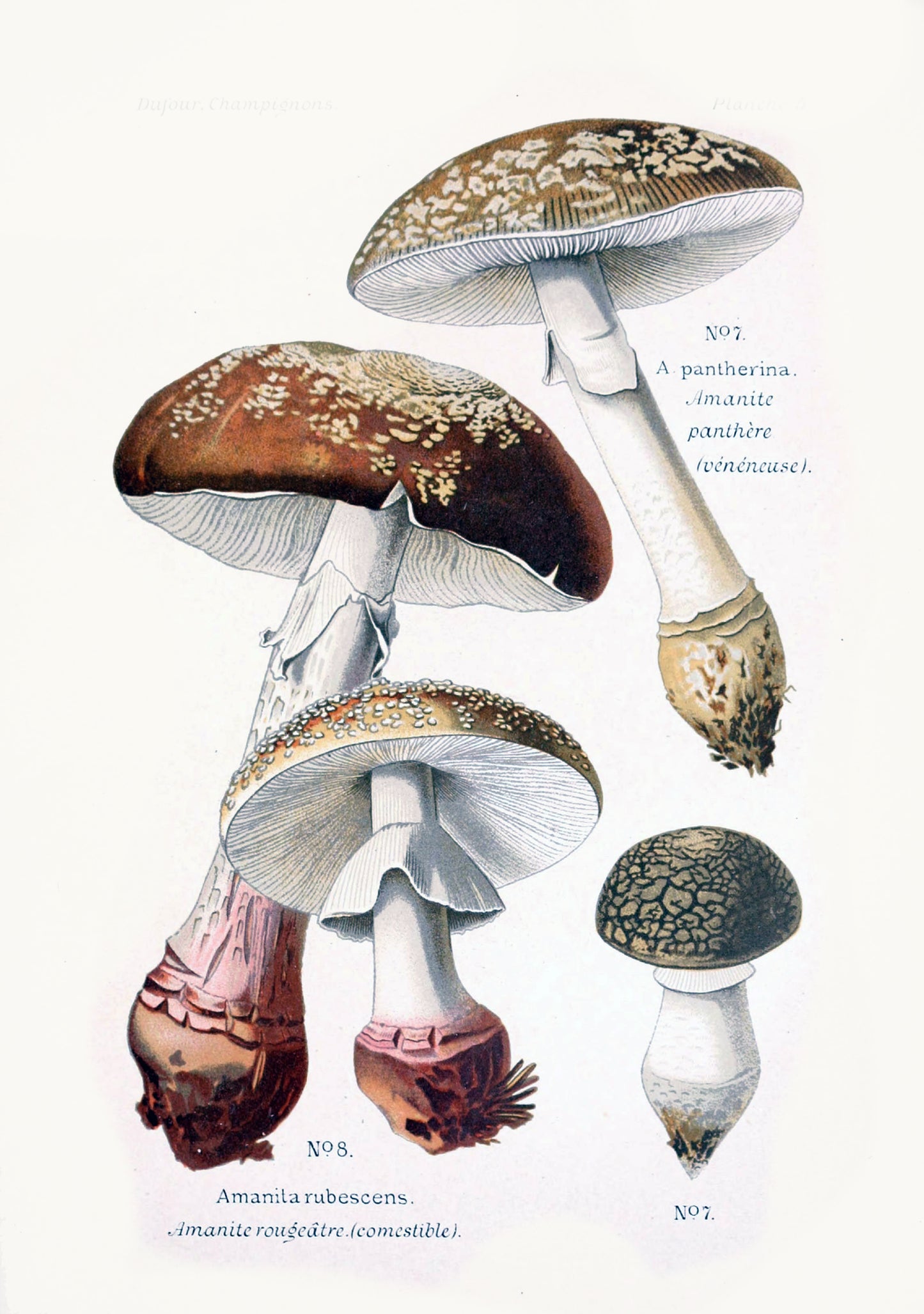 Amanita Botanical 13x19" Archival Poster on Artist Grade BFK Reeves Paper