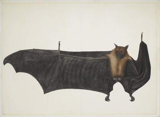 "The Great Indian Fruit Bat" 13 x 19" Archival Poster on Artist Grade BFK Reeves Paper