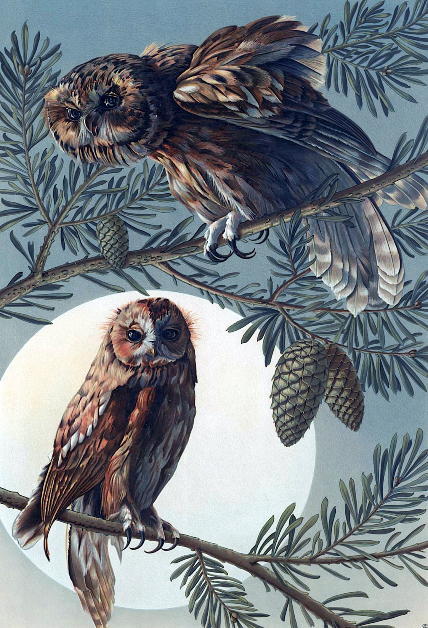 " Male & Female Owl" 13 x 19" Archival Poster on Artist Grade BFK Reeves Paper