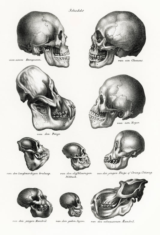 "Primate Skulls" 13 x 19" Archival Poster on Artist Grade BFK Reeves Paper