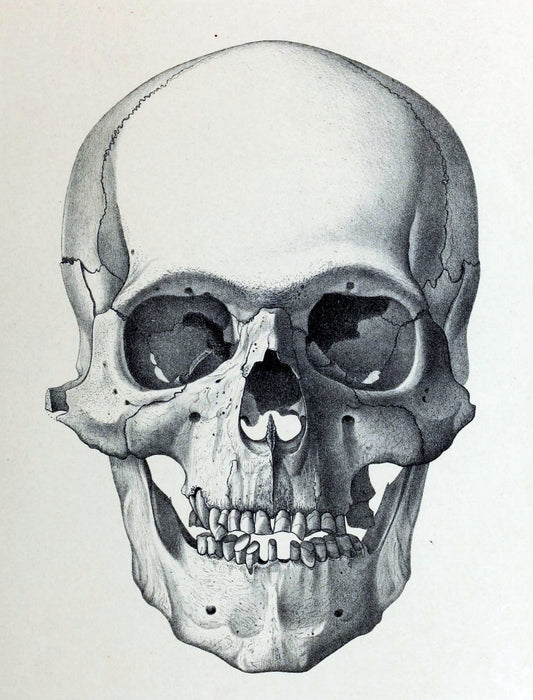 "Skull" 13 x 19" Archival Poster on Artist Grade BFK Reeves Paper