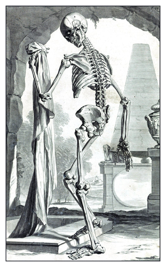 "Standing Skeleton" 13 x 19" Archival Poster on Artist Grade BFK Reeves Paper